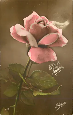Rosas — Boas Festas — Gloria, n° 1173