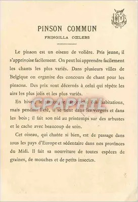 Pintassilgo comum — (Fringilla cælebs) — Verso