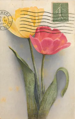 Tulipas amarelas e rosas — editor desconhecido, número de série não visível