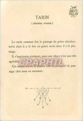तरिन — (सेरिनस स्पिनस) — पीछे