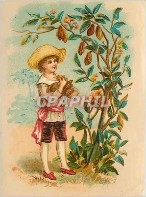 Criança perto de uma árvore de cacau — ilustração colorida — editor desconhecido