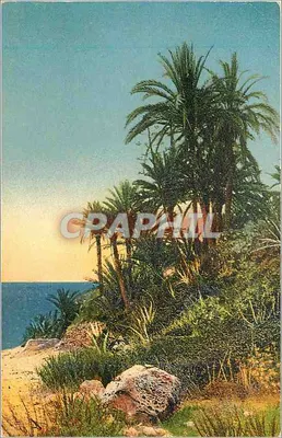 Paisagem costeira com palmeiras — editor GKI, n° 8040