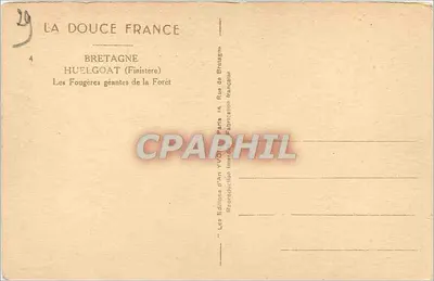 Floresta da Bretanha — Fougères gigantes — Éditions Huelgoat — Verso