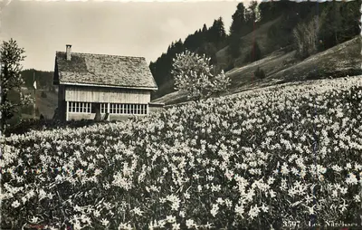 Les Nardissons — campo de narcisos e casa de montanha — Éd. Sartori, Genebra, n° 3597