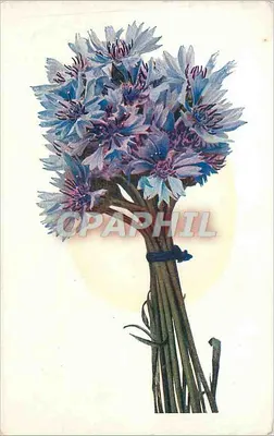 Arranjo de papoulas — ilustração — União Postal Universal, n° 101