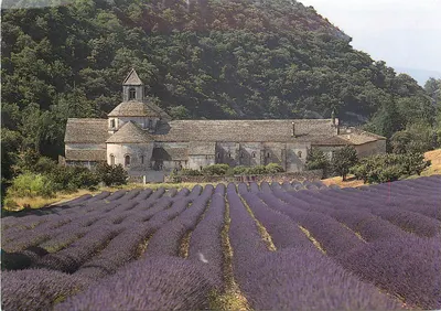 Abadia de Senanque — Vista geral e campos de lavanda (Fachada Norte) — Éditions Gaud