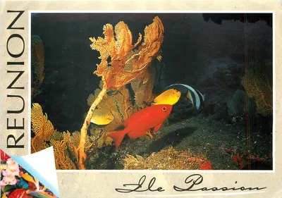 Wyspa Passion — Fundusz morski — Éditions Sain-Claude