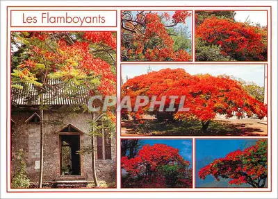Flamboyants — Wyspa La Réunion — Wydawnictwo CLIN D'ŒIL