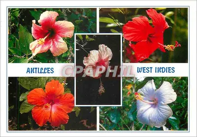 Flores de Hibisco — Antilhas / West Indies