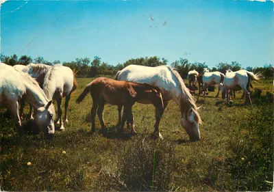 Manada de cavalos — A Camargue — Editor: Les Éditeurs d'Art, n°2229