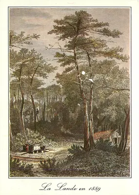 La Lande nel 1889 — Foresta landaise con bacino per resina — Vecchie Incisioni Landaise