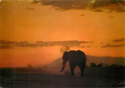 Elefante contra o nascer do sol — East African Wild Life — editor Sampa Studio, n° 344