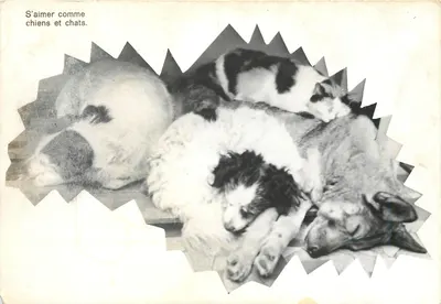 Cães e gatos — Aprender a se amar como cães e gatos — Foto M. BRÉ, Neuilly-st-Front (02)