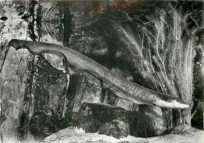 South America. Amazon Basin — Electrophorus electricus — Museum of African and Oceanic Arts, Aquarium Section — United Nations Editions, no. 499