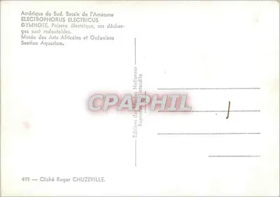 South America. Amazon Basin — Electrophorus electricus — Museum of African and Oceanic Arts, Aquarium Section — United Nations Editions, no. 499 — Back