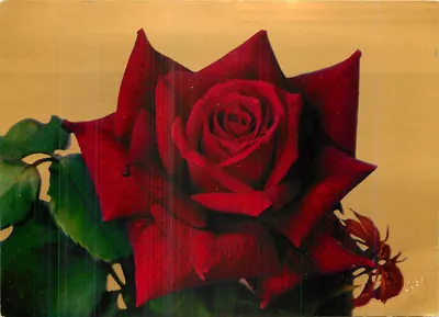Rosas da França — Vermelha Meilland (Meilland) — Éditions Draeger, Imp. Paris, N° 31