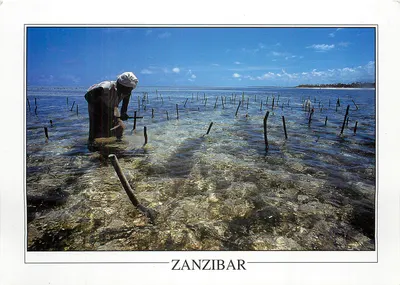 Zanzibar — Cultivo marinho — GA112
