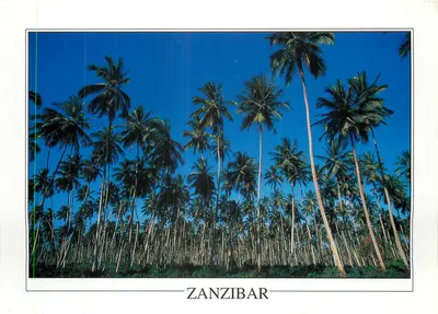 Zanzibar — plantação de coqueiros — GA179