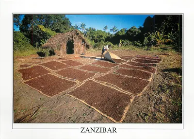 Secagem de clavos de girofle em Pemba, Zanzibar — Publicado por The Gallery Publications