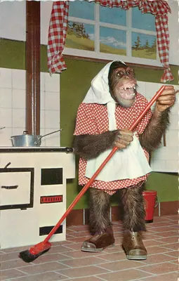 Chimpanzé em traje de empregada doméstica — limpando uma cozinha — impresso por A. Klaasen, Schwandern GL
