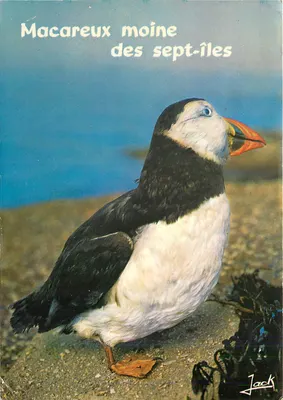 Pinguim de Galápagos — Edições Jack, n°22