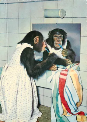 Chimpanzé se escovando os dentes — cena de banheiro — 713
