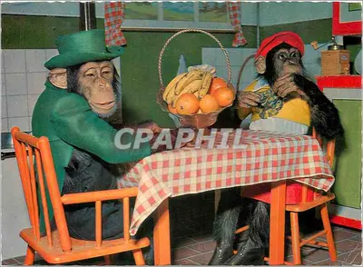 Dois chimpanzés em traje de festa — cena de mesa — impresso na Suíça