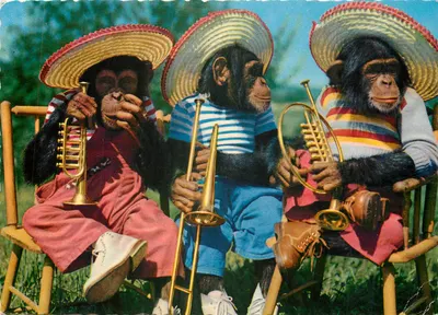 Três chimpanzés em trajes mexicanos tocando instrumentos — editor Schwandar/SL, n° 644