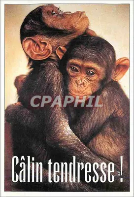 Chimpanzés — Câlin tendresse ! — Miss STARCLUB, Coleção 'Tendres amis'