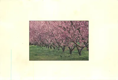 Colher as cerejas — pomar em flor — V 2548