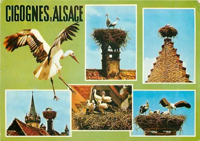 Cigognas na Alsácia — Éditeur : Agence de Diffusion - Rue Forlen, 67400 Strasbourg