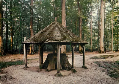 Velho Carvalho Boppe — Floresta de Bercé (Sarthe) — Edições JIPE