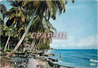 Praia de palmeiras — vista costeira — editor IRIS
