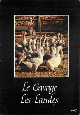 Il Gavage — Le Landes — MOPY