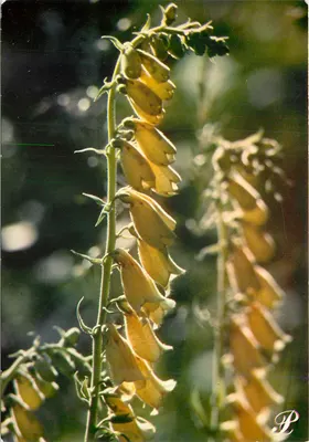 Flor de digitale amarela — editor Prestige Hautes-Alpes, n° 05-P9