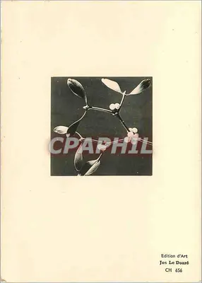 Flores de cerejeira — fotografia em preto e branco — Edição de Arte Jos Le Daaré, n° CH 656 — Verso
