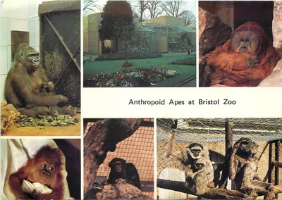 Macacos antropóides no Zoológico de Bristol — Harvey Barton