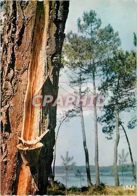 Il Pin dei Landes — Edizioni IRIS — n°40/115