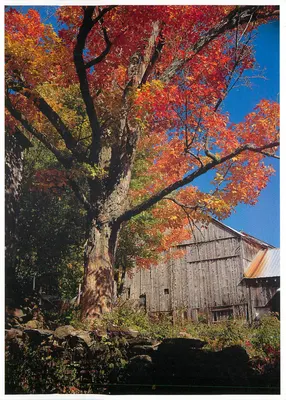 Vermont — 'Old Weathered Texture' — Gordon Heron Enterprises