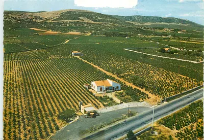 Vista aérea de vinhedos em Frontignan — Hérault — Éditions Frontignan