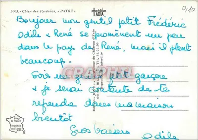 Pies pyreński — PATOU — Jave — Rewers