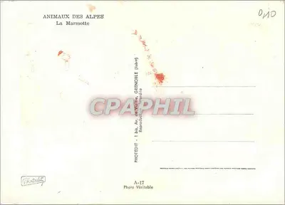 La Marmotte — ZWIERZĘTA ALP — Photedit, Grenoble — Rewers