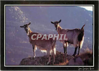 Duas cabras em uma rocha — montanha no fundo — Jean Jacques Arcis