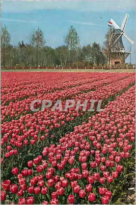 Campo de tulipas vermelhas — moinho de vento no fundo — Planeta - Harlem - Lisse-Holland