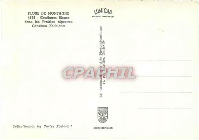 Gentianas azuis — nas pradarias alpinas — Lumicap, n° 4536 — Verso