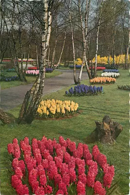 Jardim do Keukenhof — Lisse, Holanda — Planeta, n° 1054