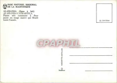 Alamanda — Kwiaty żółte — Hachette Antilles — Rewers