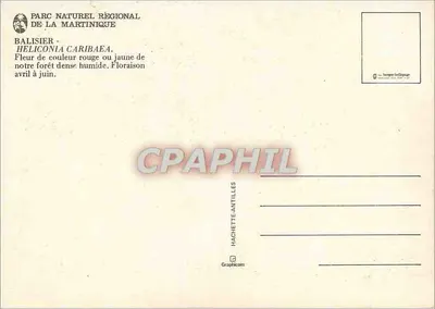 Balisier — Heliconia caribaea — Hachette-Antilles — Back