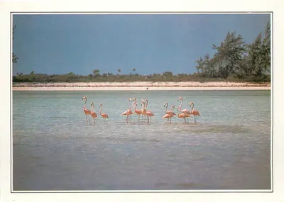Flamands roses em Calcos — Bahamas — Editora: Elites Services S.A. N° série: XXIX-A1