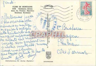 Gentianas azuis — Pradarias Alpinas — IRIS — Verso